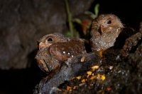 Gvacaro jeskynni - Steatornis caripensis - Oilbird o6844